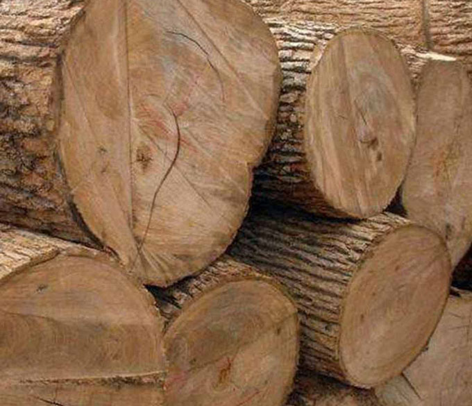 Gỗ sồi Nga rất được ưa chuộng trong nội thất